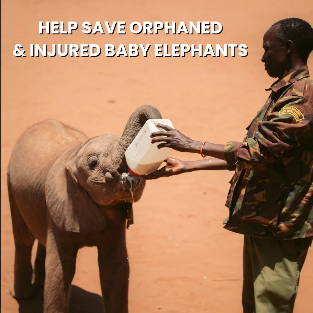 Elephant Hat - Image 11