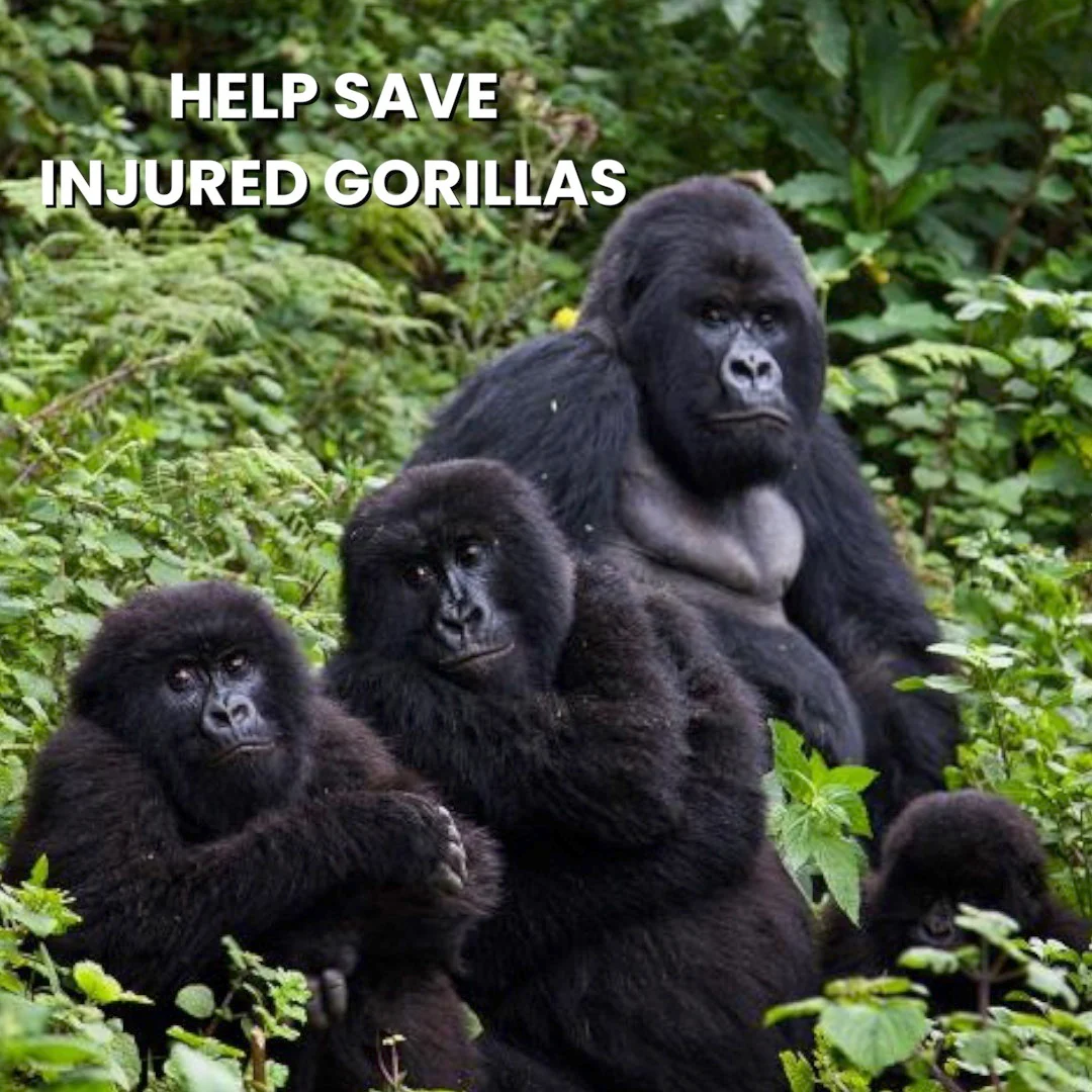 Gorilla Hat - Image 11